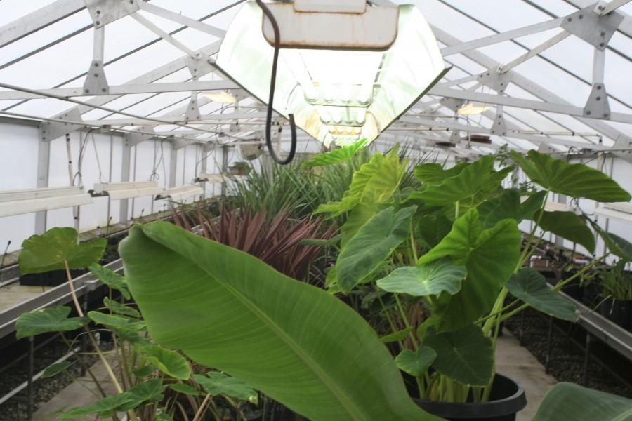 Some of the plants being grown in the greenhouse. Not all the plants being grown were planted by the SEA Club, many other students are able to use the greenhouse as well.