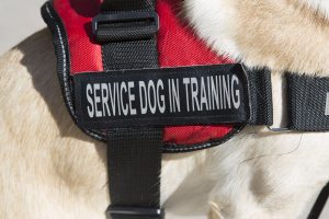  This is Sandy’s vest so that everyone knows she is in training to be a service dog. One of the purposes of this vest is to let others know not to approach Sandy as she is working.