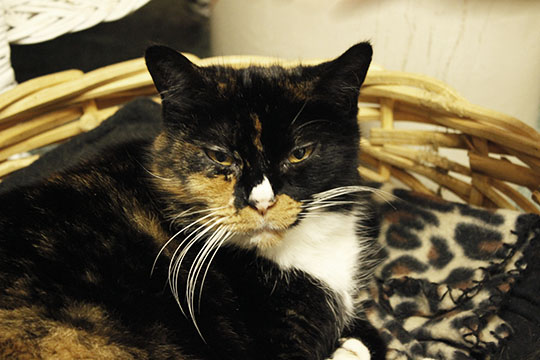 Brindle, age 9, lays in front of a heater and welcomes visitors of The Spare Room to pet her.