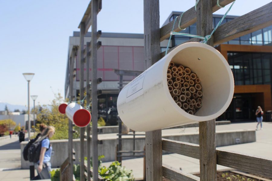 Located on EvCCs campus outside of Whitehorse Hall are the bee nests from Crown Bees. 