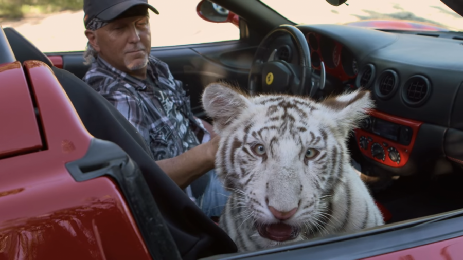 One of the cast of characters from Tiger King, Jeff Lowe, in a convertible with a tiger. Many of the exotic animal owners in Tiger King seem to treat their big cats as status symbols - almost as if they were sports cars.