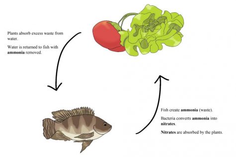 This graphic briefly explains the specific roles of fish and plants in an aquaponics system. No matter how the system is set up or designed, this symbiotic relationship must stay the same for the cycle to function.