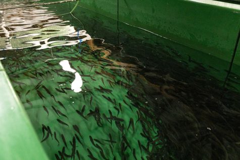 Small Chinook Salmon swim inside a spawning tank at Harvey Creek Fish Hatchery.