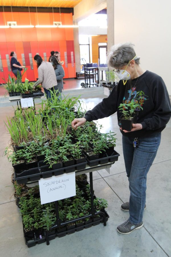 Barbara Keithly a local Everett resident sorts through her options of snapdragons at the 2022 Plant swap.