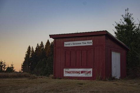 Lervik's Christmas Tree Farm