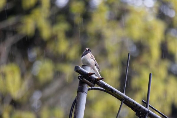 Singing in Spring: A guide to birding in the Greater Everett Area