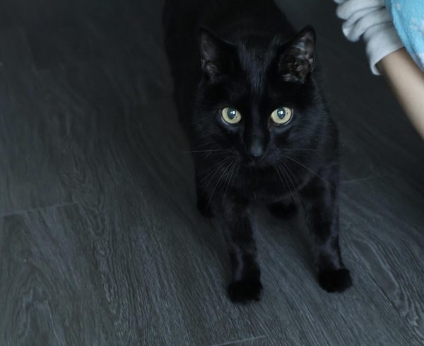 Cats usually thrive on routine and familiarity, but Louie was unafraid to explore his new home.