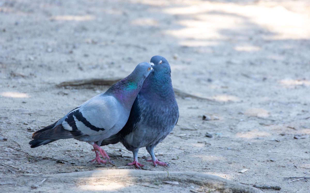 The Rock Dove (or Rock Pigeon or just pigeon) is a common sight in cities all over the world. Originally from Europe, North Africa and Asia, these birds can now be found  in abundance on every continent except Antarctica. 